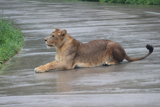 2018上海野生動物園