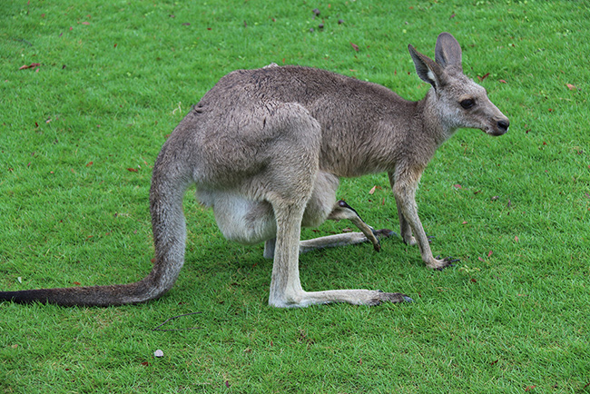 上海野生動物園袋鼠