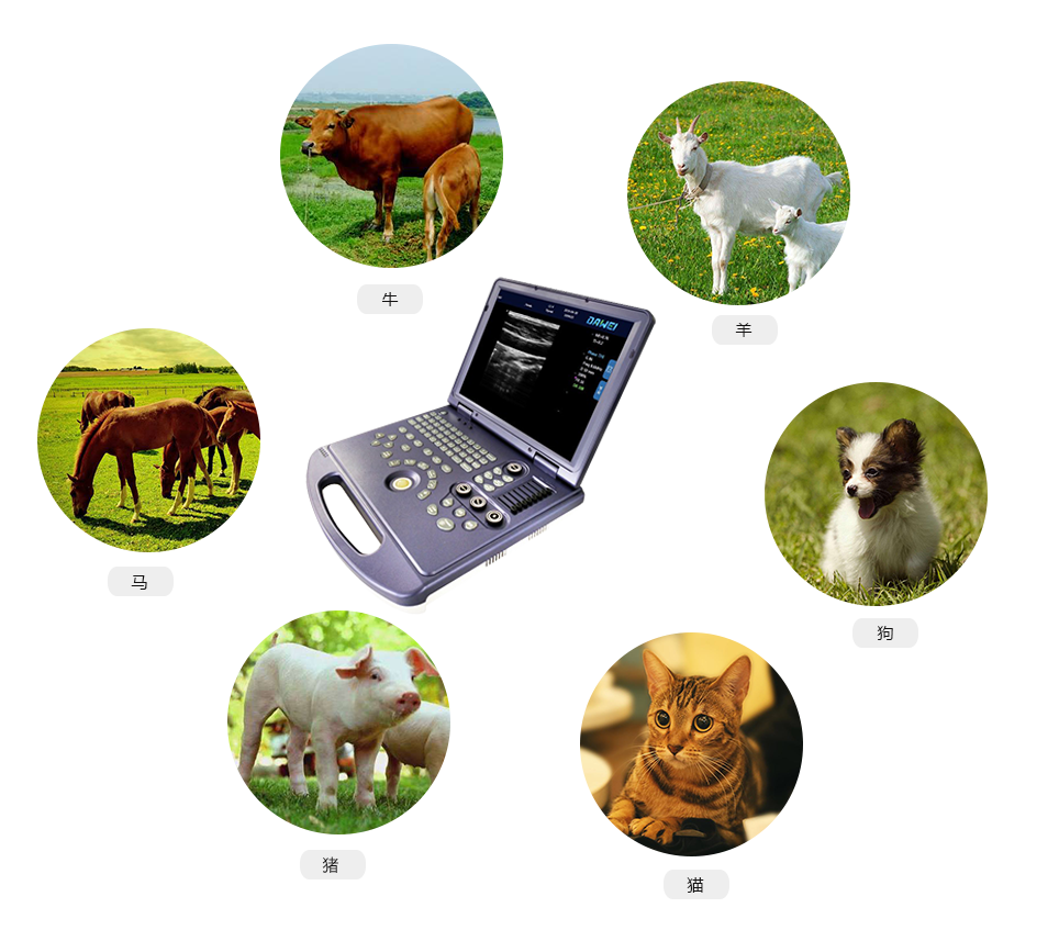 便攜式獸用B超機適用對象