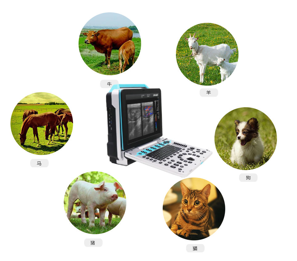 便攜式獸用彩超機適用對象